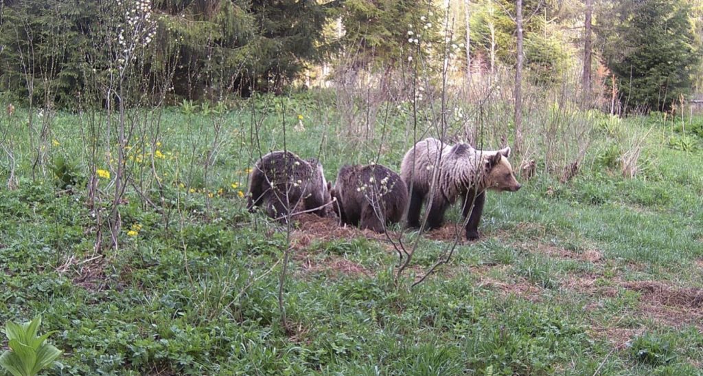 Rodzina niedźwiedzi w Pieninach