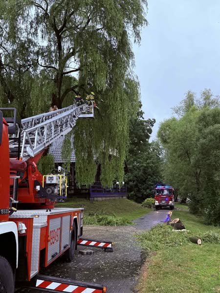 Czewony samochód strażacki z podniesionym koszem podczas akcji obcinania niebezpiecznych gałęzi