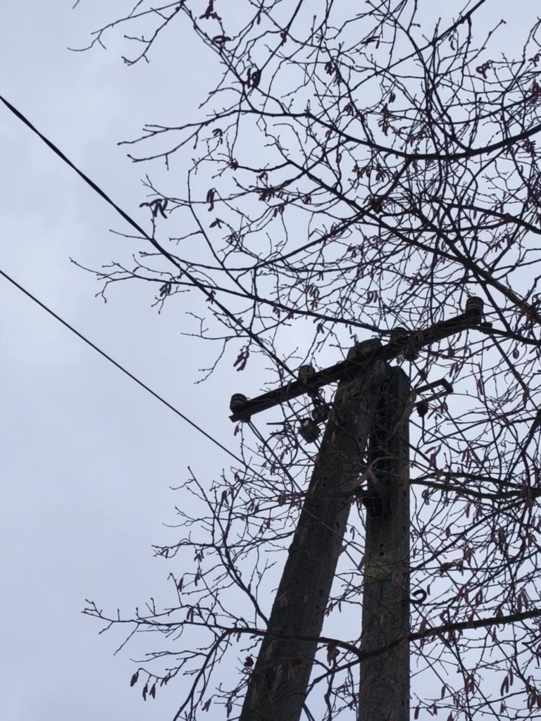 Słup energetyczny z drutami na tle niebieskiego nieba, gałężie drzew obok