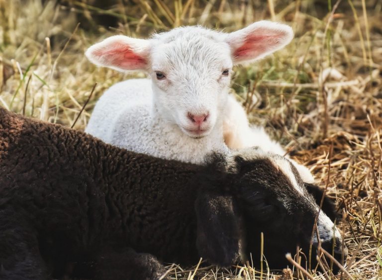 dwa jagnięcia czarne i bialłe