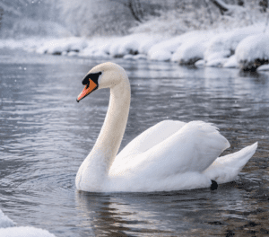 Łabądź niemy na rzece w zimowej scenerii